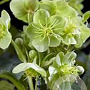 Helleborus sternii GM  P11