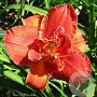 Hemerocallis 'Moses Fire' GM  P11