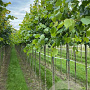 Tilia europaea 'Pallida' 10-12 HO draadkluit