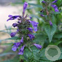 Nepeta nervosa Neptune GM  P11