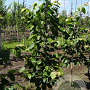 Tilia mandshurica 6-8 HO draadkluit