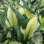 Hosta 'Colored Hulk' GM  P11