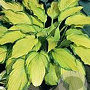 Hosta 'Lady Guinevere' GM  P11
