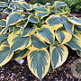 Hosta 'Permafrost' GM  P11
