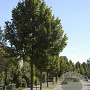 Tilia plat. 'Örebro' 12-14 HO draadkluit