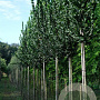 Ulmus 'Columella' 12-14 HO draadkluit