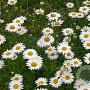 Leucanthemum vulgare GM  P11