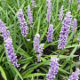 Liriope muscari 'Moneymaker' 15-20 cm P9