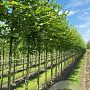 Ulmus laevis 6-8 HO draadkluit