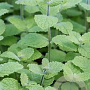 Mentha rotundifolia 'Pineapple Mint' GM  P11