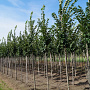 Ulmus 'Lobel' 12-14 HO draadkluit