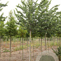 Ulmus minor Vada 14-16 HO draadkluit