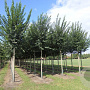 Ulmus minor Vada 20-25 HO draadkluit