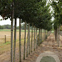 Ulmus minor 'Wanoux' 12-14 HO draadkluit