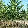 Ulmus minor 'Wanoux' 18-20 HO draadkluit