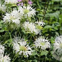 Monarda 'Schneewittchen' GM 2,0L