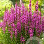 Lythrum salicaria 'Robin' GM  P11