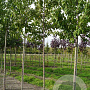 Prunus a. 'Plena' 10-12 HO draadkluit