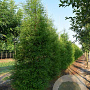 Taxodium distichum 6-8 HO draadkluit