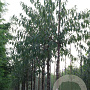 Prunus serrula 18-20 HO draadkluit