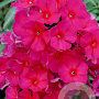 Phlox 'Sweet Summer Wine' GM  P11