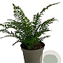 Polystichum setiferum GM 2,0L