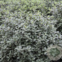 Pittosporum tenuifolium 'Silver Ball' 50-60 cm 20L breed