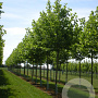 Platanus hispanica 'Pyramidalis' 30-35 HO draadkluit