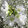 Prunus incisa 'Yamadei' 175-200 cm draadkluit meerstammig solitair