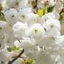Prunus serrulata 'Shirotae' 25-30 HO draadkluit 3 X verplant