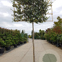 Quercus ilex 180 cm stam container 16-18 lei 180x120