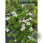 Cornus 'Blooming Pink Tetra' 80-100 cm 10L