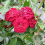 Rosa (P) 'Rote The Fairy' A kwaliteit C1.5 eigen wortel