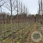 Malus d. 'Cox's Orange Pippin' 10-12 HO draadkluit