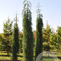 Sequoiadendron giganteum 'Pendulum' 125-150 cm 35L