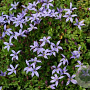 Pratia pedunculata 'County Park' GM  P11
