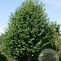 Prunus a. 'Landscape Bloom' 25-30 HO draadkluit