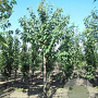 Prunus a. 'Plena' 6-8 HO draadkluit