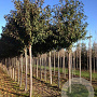 Prunus a. 'Plena' 18-20 HO draadkluit