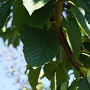 Prunus a. 'Road Scout' 25-30 HO draadkluit