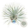 Yucca rostrata 160-170 cm cont. 130L multistam 