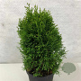 Thuja occidentalis 'Kraznal' 20-25 cm 5,0L