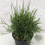 Thuja occidentalis 'Little Filly' 25-30 cm 3,0L