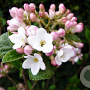 Viburnum burkwoodii 'Anne Russel' 100-125 cm 20L