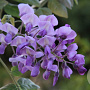 Wisteria brachybotrys 'Okayama' 250-300 cm 20L 1 stok