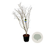 Acer Arctic Jade 170-200 cm cont. 55L extra