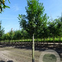 Prunus l. 'Novita' 12-14 HO draadkluit