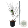 Acer griseum 150-175 cm cont. 55L extra