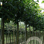 Prunus sargentii 'Rancho' 14-16 HO draadkluit