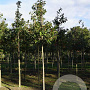 Prunus ser. 'Ichiyo' 18-20 HO draadkluit
